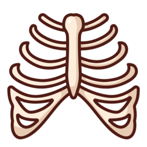 rib cage